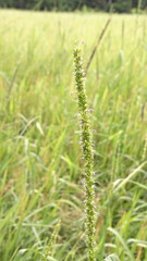 Beautiful little flowers