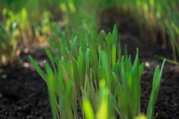 sprouting young green rye sprouts with sunny dew drops on land
