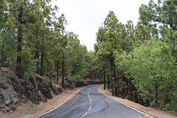 Fototapeta na wymiar Mountain road between canary pines and rocks