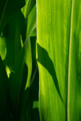 corn green leaf in sunny light on macro photo © nucia