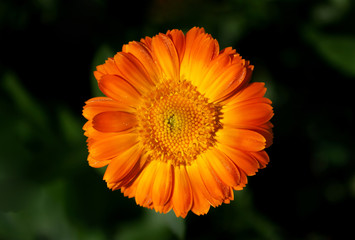 image opened flower of calendula on a green background