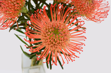 Pincushion Protea (Leucospermum cordifolium) aka Flame Giant in bloom