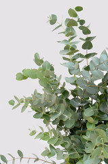 green leaves eucalyptus on white background