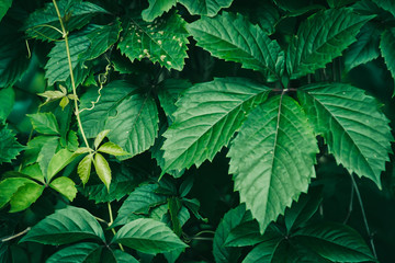 Green leaves nature plants. Abstract background