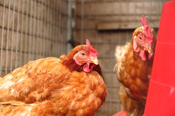 鳥小屋の雌鶏たち