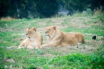 Fototapeta na wymiar Morning Tour at Ramat Gan Safari Park
