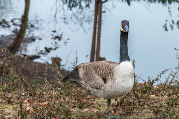 Canadian goose