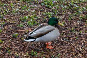 Duck