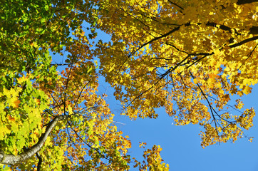 Trees in the autumn season