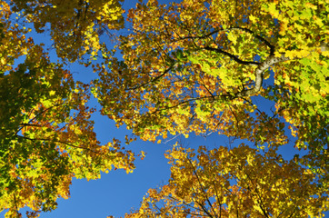 Trees in the autumn season