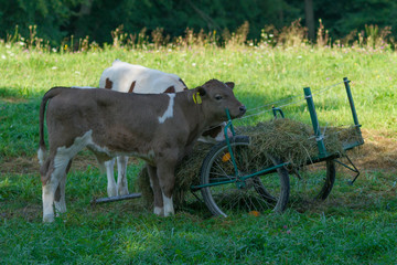 SONY DSC © Michal45