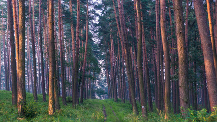 Obraz premium SONY DSC