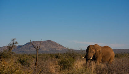 Fototapeta na wymiar Elephant in landscape