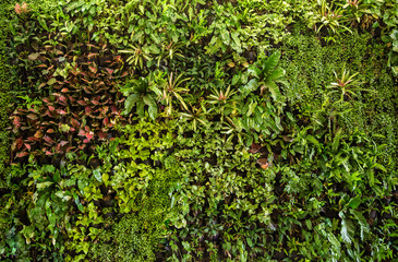 herb wall, plant wall, natural green wallpaper and background. nature wall.