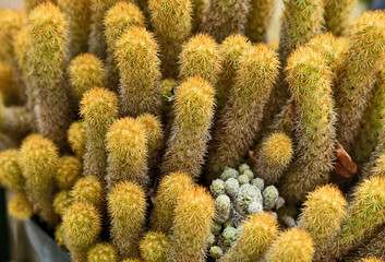 Many Mammillaria elongata  or gold lace cactus, ladyfinger cactus full frame