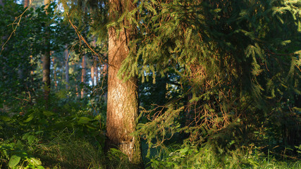 SONY DSC © Michal45