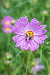 Fototapeta premium Large bumble bee on pink flower
