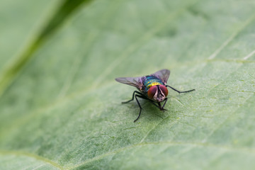 Fototapeta premium Colorful blowfly on leaf