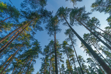 SONY DSC © Michal45