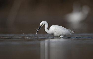 Little  egret hunting  in water