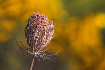 SONY DSC © Michal45