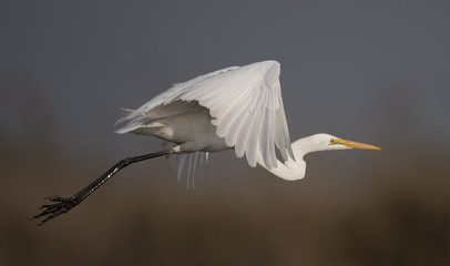 The Great White Egret flying