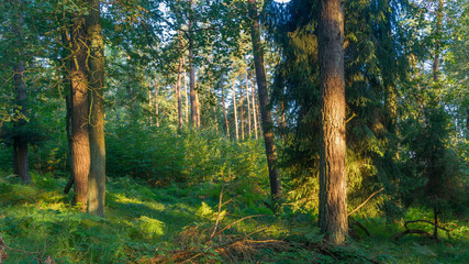 Obraz premium SONY DSC