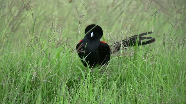 A male widowbird in breeding colors makes a display.mov