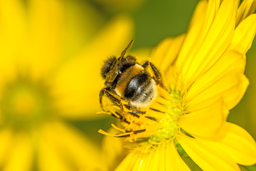 buff-tailed bumblebee on compass flower