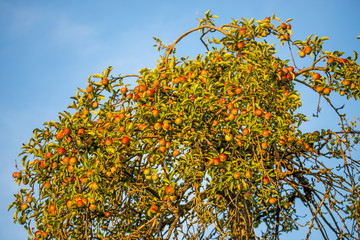 apples on a tree with a blue sky