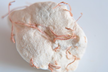 macro du fruit du baobab, pain des singes
