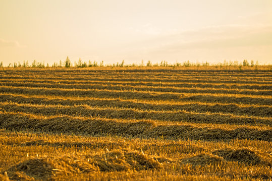 stubble field with straw