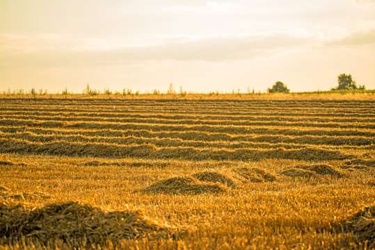 stubble field with straw
