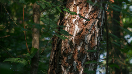 Obraz premium SONY DSC