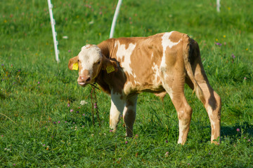 SONY DSC © Michal45