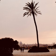 Rome, palmier et crépuscule