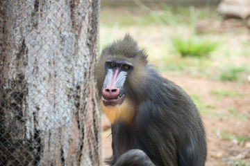 Morning Tour at Ramat Gan Safari Park