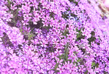 Fototapeta na wymiar Purple Moss phlox blooms with full frame and lens flare. Purple or violet flower for wallpaper.