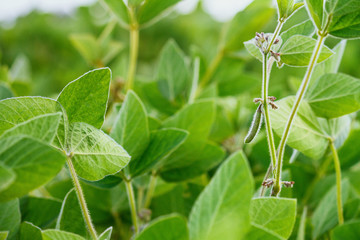 Rural landscape - field the soybean (Glycine max) in the rays summer sun, closeup