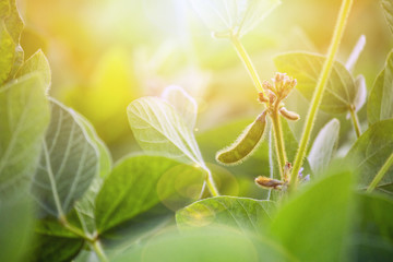 Rural landscape - field the soybean (Glycine max) in the rays summer sun, closeup - obrazy, fototapety, plakaty