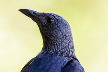 Pied staling (Lamprotornis bicolor) in Kruger Park