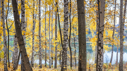 Birch grove against the lake on sunny autumn day, landscape