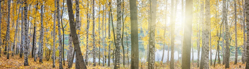 Photo sur Plexiglas Bouleau Bosquet de bouleaux contre le lac le jour ensoleillé d& 39 automne, paysage, panorama, bannière