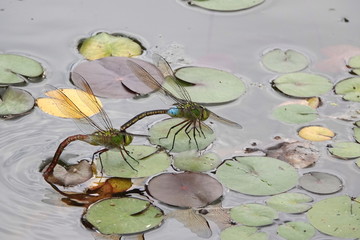 ギンヤンマのペア