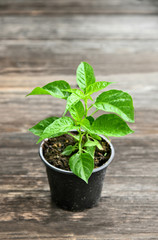 Chilli Plant Seedlings for planting in black pot  on wooden background.