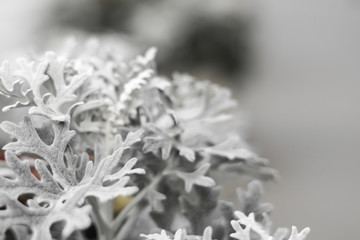 white leaves of the plant, frozen