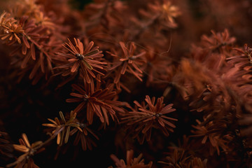 dark orange needles of coniferous trees