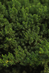 tree with green small sharp leaves