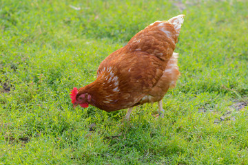ruffled chicken is walking along the green grass