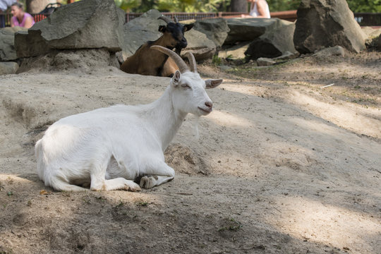 The white goat is resting.